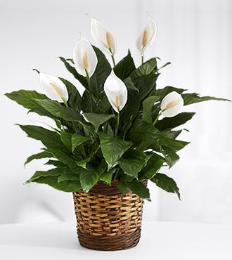 Product Image - Spathiphyllum Plant