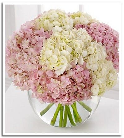 Product Image - Pink Touch Hydrangea Luxe