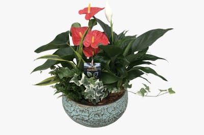 Product Image - Large tropical dish garden