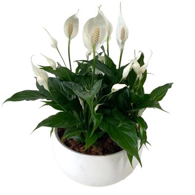 Product Image - Peacelilly Bowl Planter