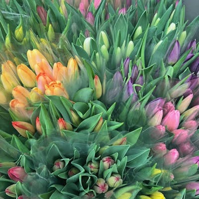 Product Image - Spring tulips designers choice