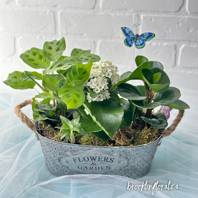 Product Image - Tropical Garden W/ Flowering Kalanchoe