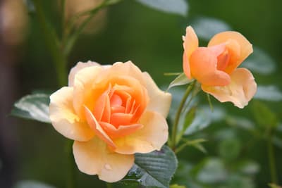 Card Image - Flowers 4 U Helping Hand