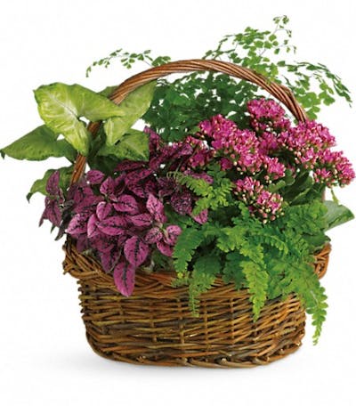 Product Image - Secret Garden Basket