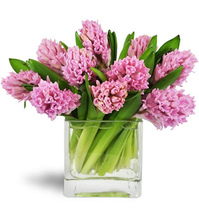 Product Image - Sweet Pink Hyacinth™