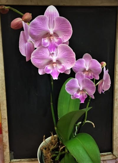 Product Image - Orchid Extraordinaire