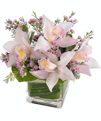 Product Image - Orchids' kiss