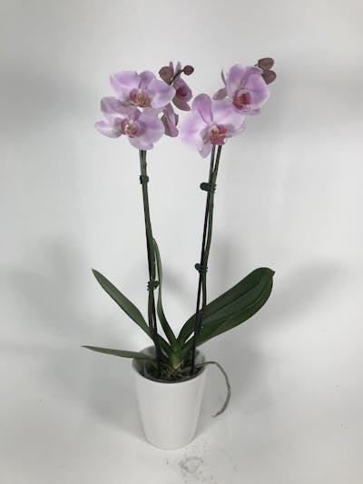 Product Image - Double pink orchid