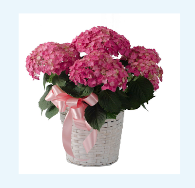 Product Image - Lovely blooming hydrangea