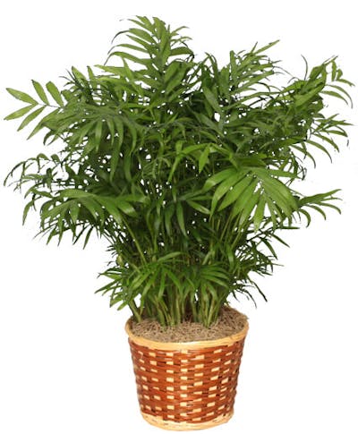 Product Image - Parlor Palm In a Basket