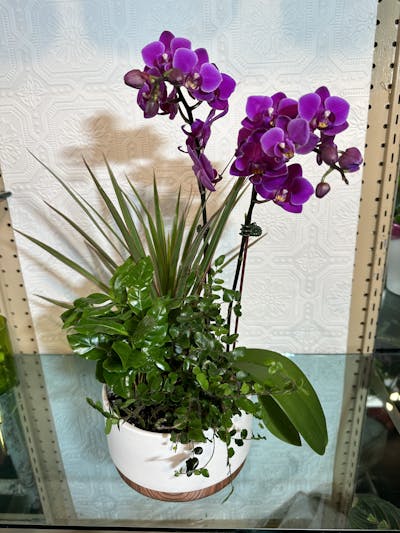 Product Image - Sweet Memory Orchid Mixed Planter