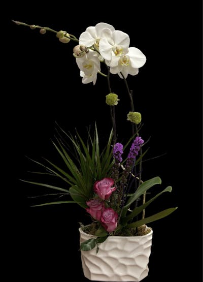 Product Image - Orchid Daydream