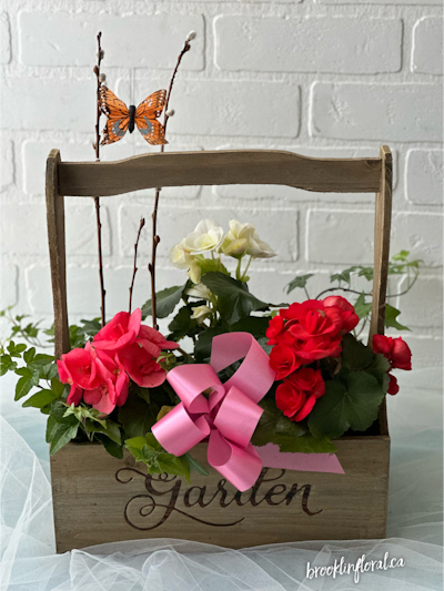 Product Image - Blooming Begonia Garden