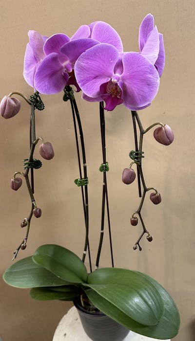 Product Image - Double Waterfall Purple Orchid