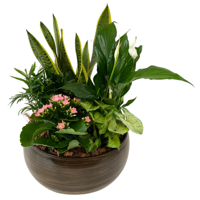 Product Image - Extra Large Planter with Snake Plant