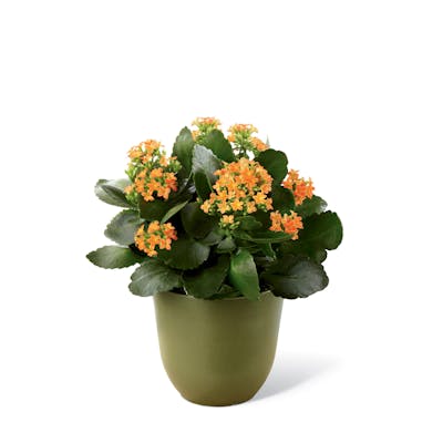 Product Image - The FTD® Kalanchoe