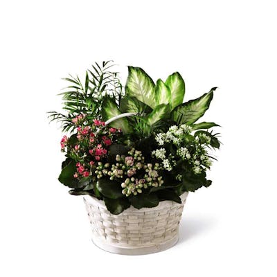 Product Image - The FTD® Rural Beauty™ Dishgarden