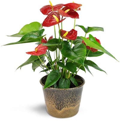 Product Image - Red Anthurium Plant