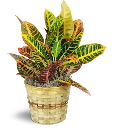 Product Image - Croton Plant