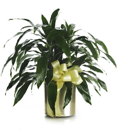 Product Image - Dracaena Plant