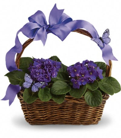 Product Image - Violets And Butterflies