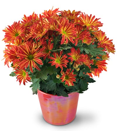 Product Image - Blooming Chrysanthemum