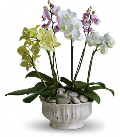 Product Image - Regal Orchids