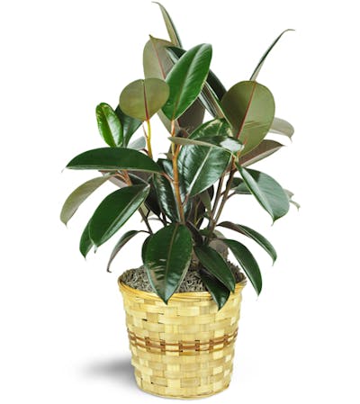 Product Image - Rubber Plant
