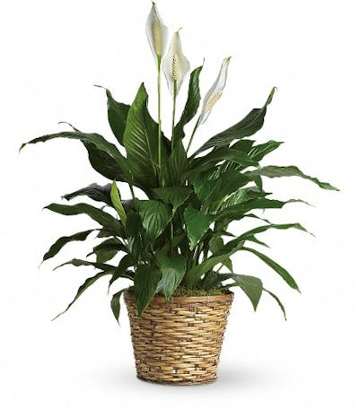 Product Image - Simply Elegant Spathiphyllum - Medium