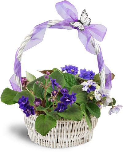 Product Image - Vibrant Violets Garden Basket