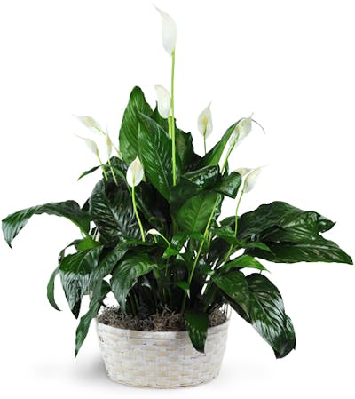 Product Image - Peace Lily Plant