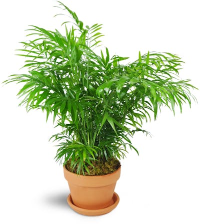 Product Image - Petite Palm Plant