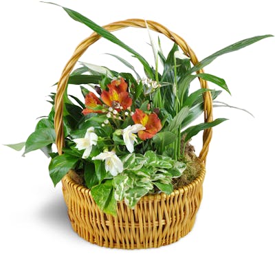Product Image - Thinking of You Garden Basket