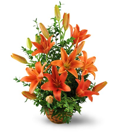 Product Image - Asiatic Lily Basket