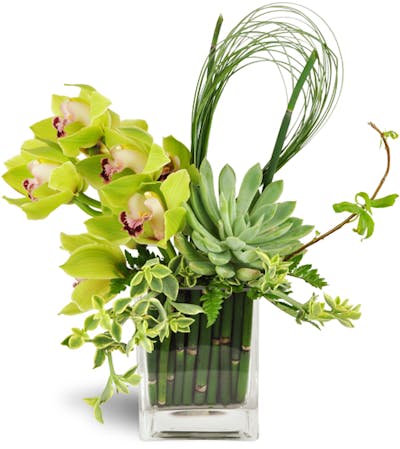 Product Image - Succulent Orchid Zen Garden Vase™