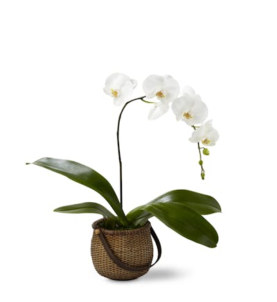 Product Image - The FTD® White Phalaenopsis Orchid