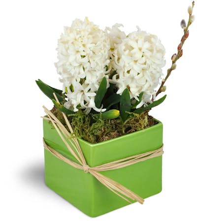 Product Image - White Hyacinth Planter™