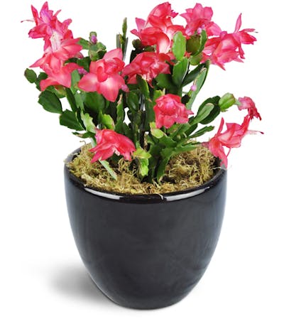 Product Image - Classic Christmas Cactus