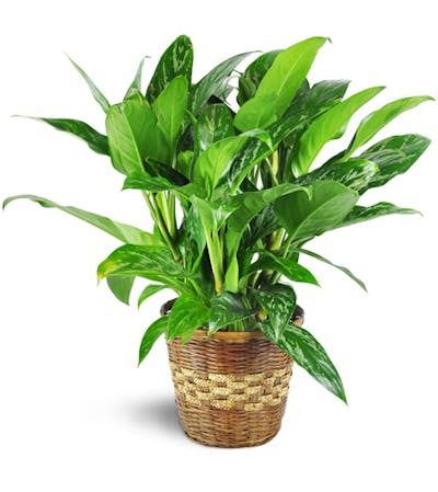 Product Image - Chinese Evergreen Plant
