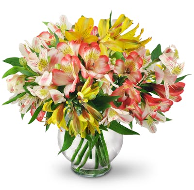 Product Image - Perfect Peruvian Lilies