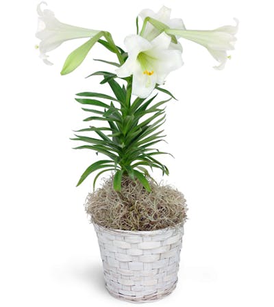 Product Image - Easter Lily Plant