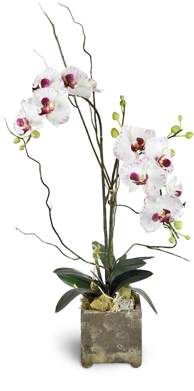 Product Image - Opulent Double Orchid