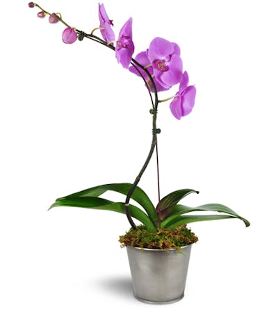 Product Image - Phalaenopsis Orchid