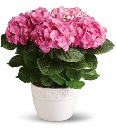 Product Image - Happy Hydrangea - Pink