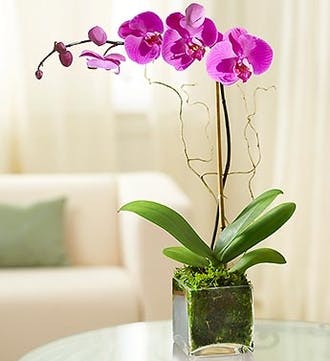 Product Image - Elegant Orchid