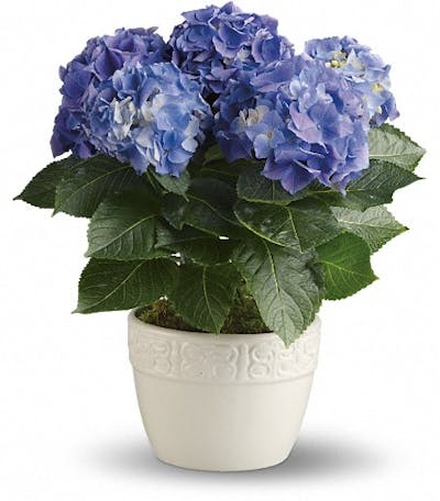 Product Image - Happy Hydrangea - Blue