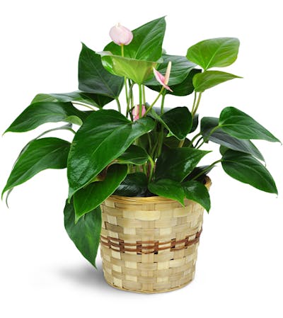 Product Image - Pink Anthurium Plant in a Basket