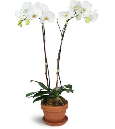 Product Image - Magnificent Orchids™