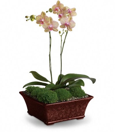 Product Image - Divine Orchid