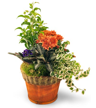 Product Image - Blooming Dish Garden